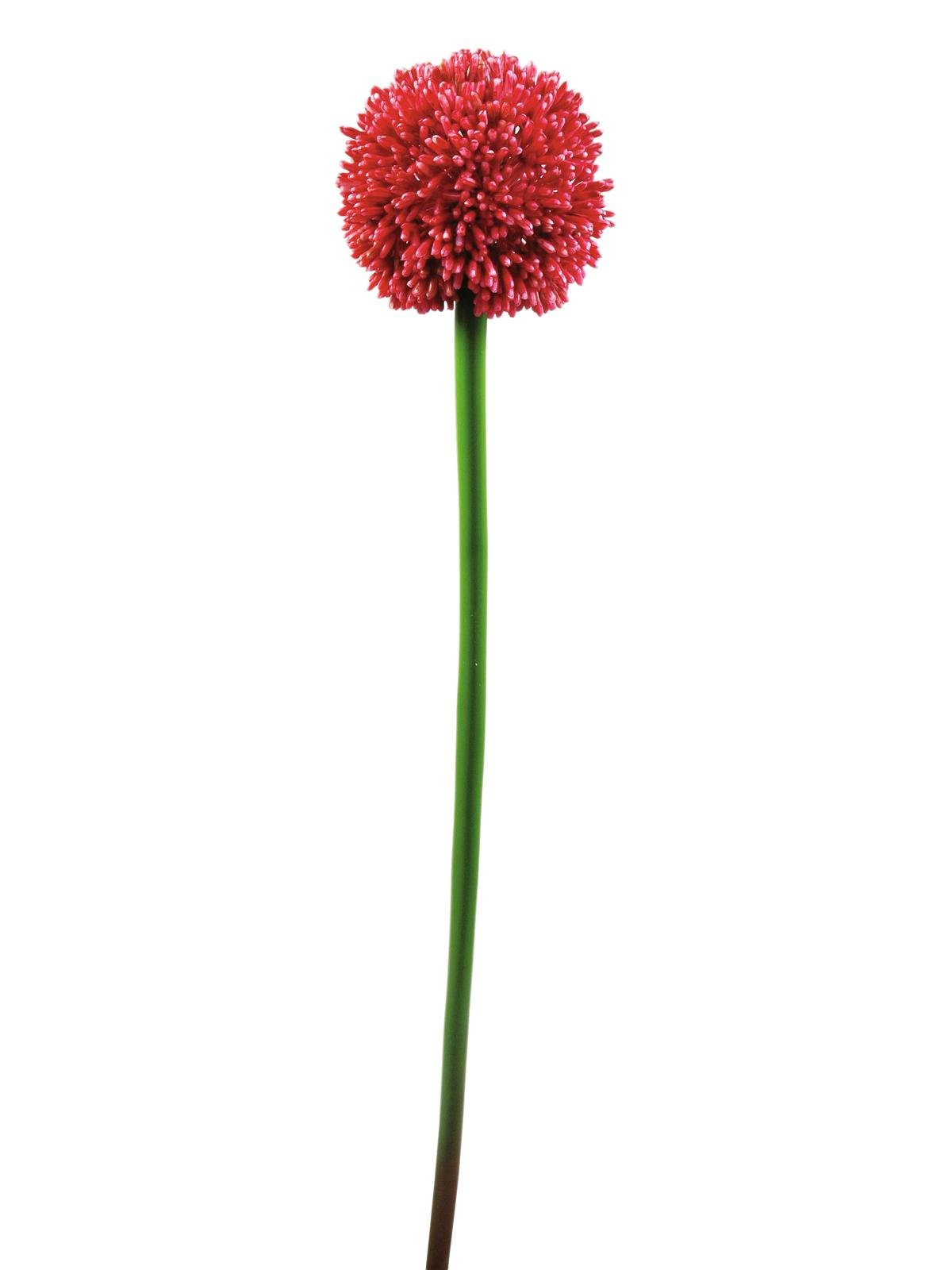 EUROPALMS Alliumzweig, künstlich, rot, 55cm