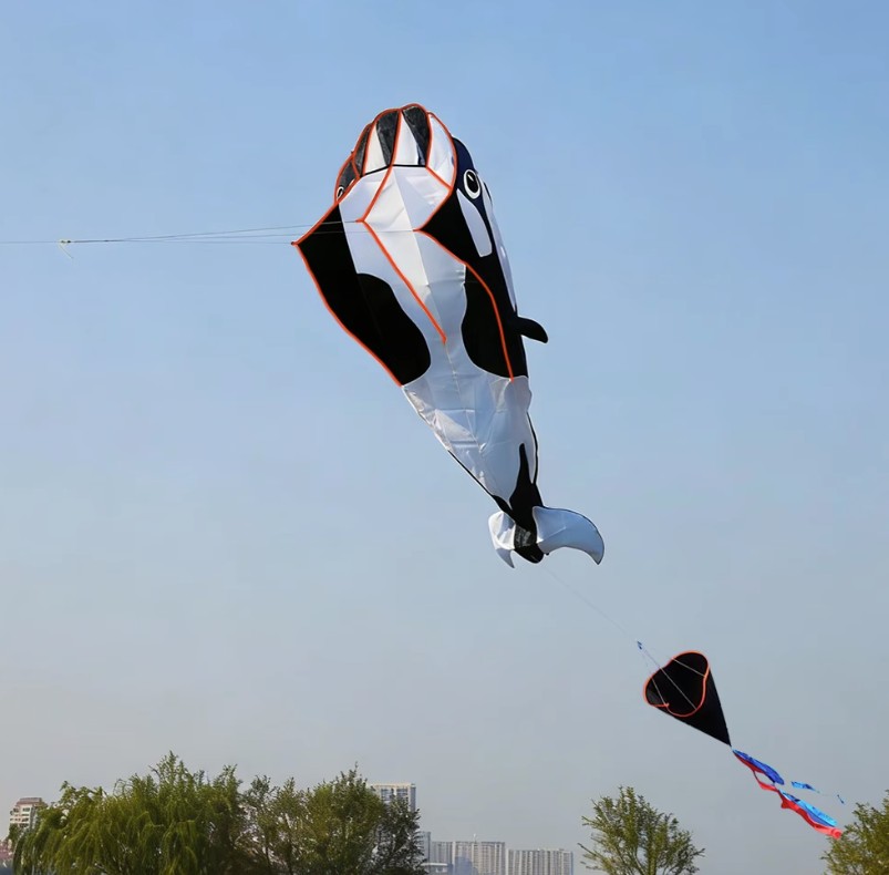 Bdt Softkite, Drachen, Einleiner  für Kind und Erwachsene *Wal* inkl. 30m Leine, 120x210+200cm